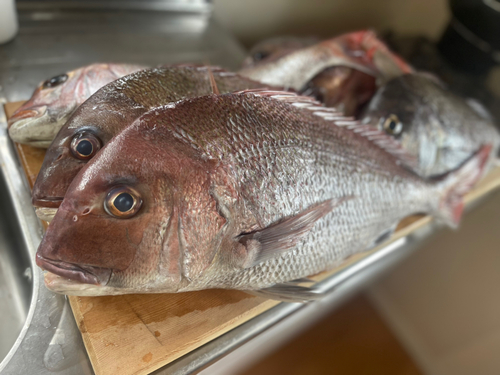 マダイの釣果