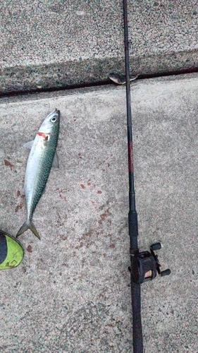 サバの釣果