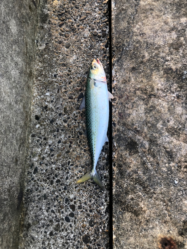 サバの釣果