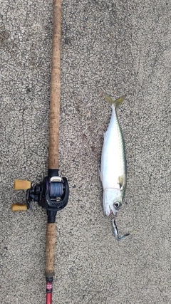 サバの釣果