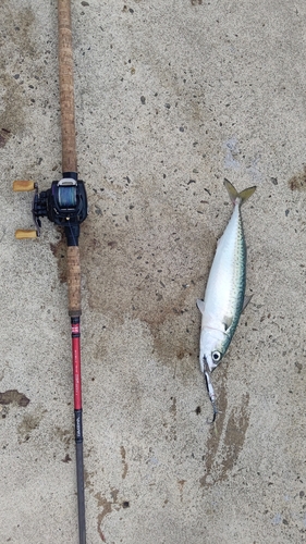 サバの釣果