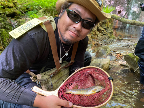 イワナの釣果