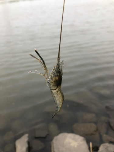 テナガエビの釣果