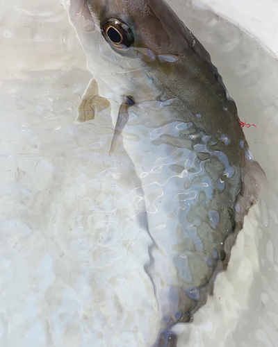 ネリゴの釣果