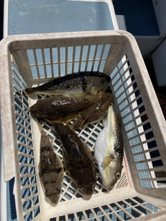 ショウサイフグの釣果