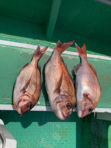 マダイの釣果