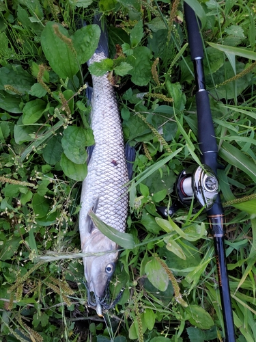 ニゴイの釣果