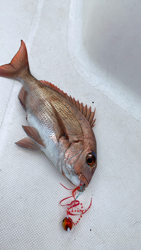 マダイの釣果