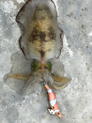 アオリイカの釣果