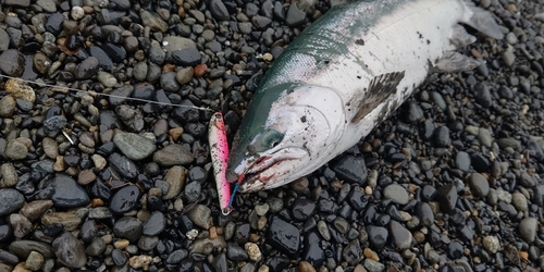 サクラマスの釣果