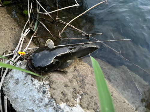 ナマズの釣果