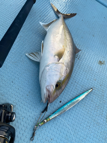 カンパチの釣果