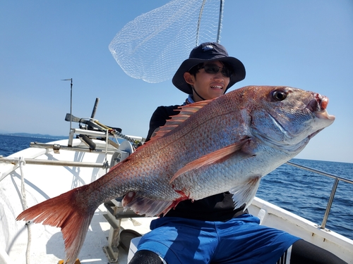 マダイの釣果