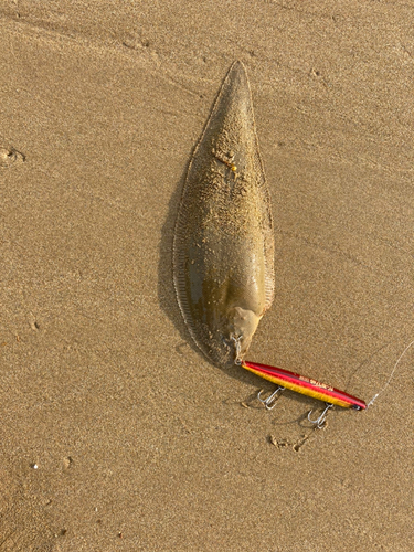 シタビラメの釣果