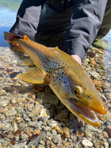 ブラウントラウトの釣果