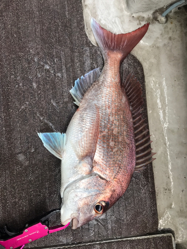 マゴチの釣果