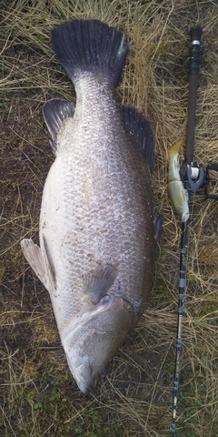 アカメの釣果