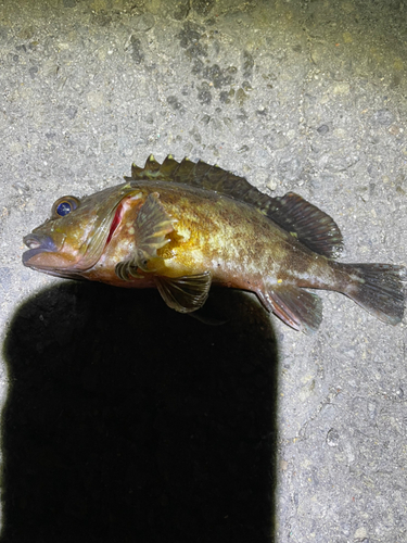 カサゴの釣果