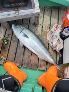 ブリの釣果