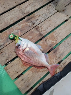 チダイの釣果