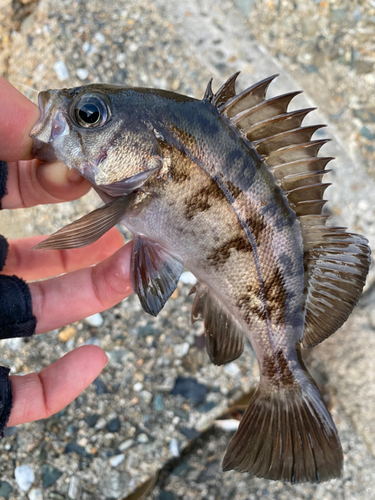 メバルの釣果