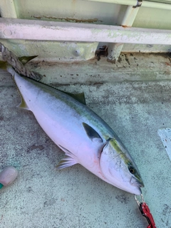 ブリの釣果