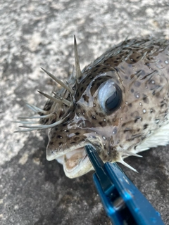 ネズミフグの釣果