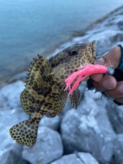 カンモンハタの釣果