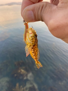 アナハゼの釣果