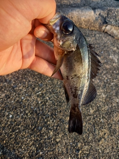 メバルの釣果