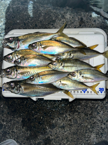 アジの釣果