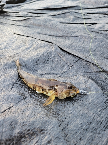 アナハゼの釣果