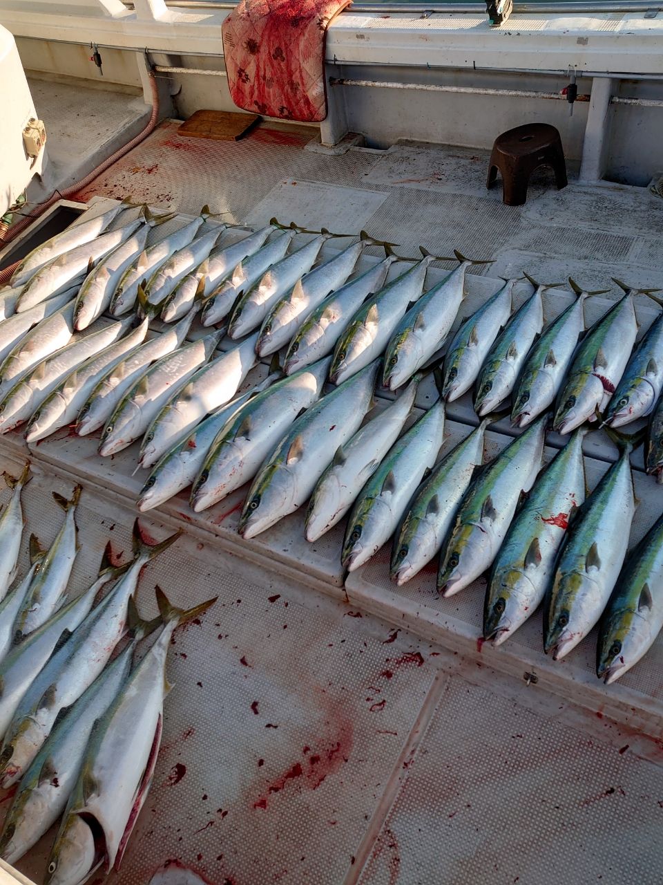 アングラー佐々木真吾さんの釣果 3枚目の画像