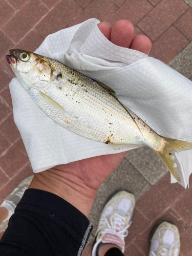 コノシロの釣果