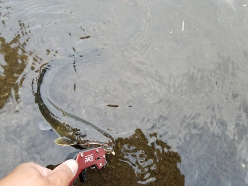 ナマズの釣果