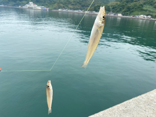 キスの釣果