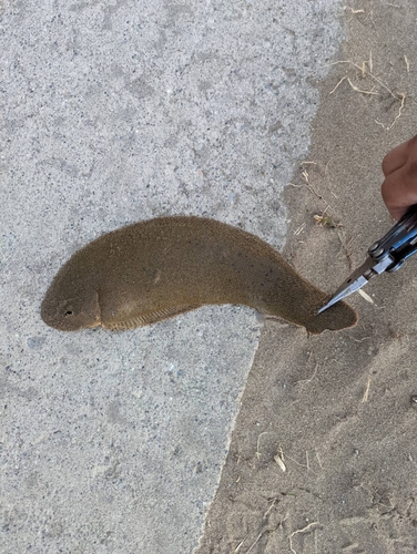 シタビラメの釣果