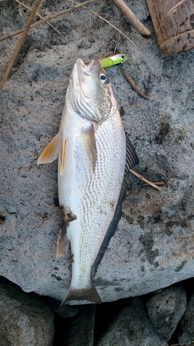 イシモチの釣果