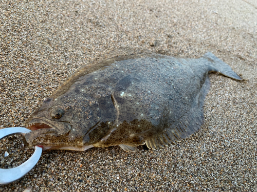 ヒラメの釣果