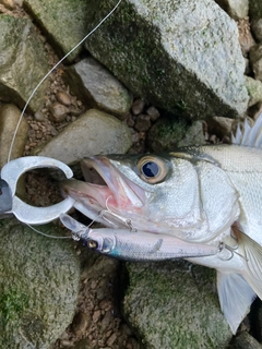 セイゴ（ヒラスズキ）の釣果