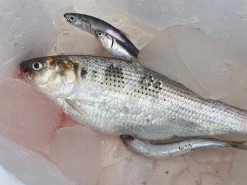 コノシロの釣果