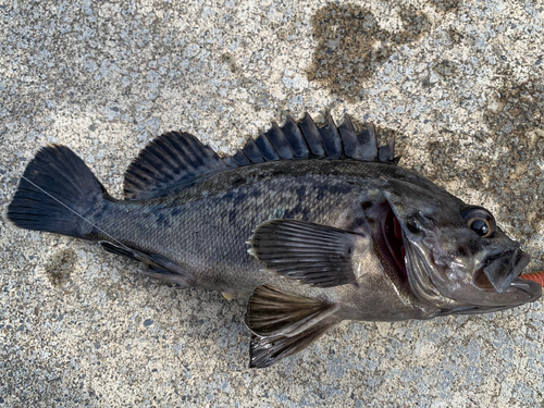 クロソイの釣果