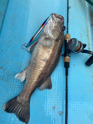 アラの釣果