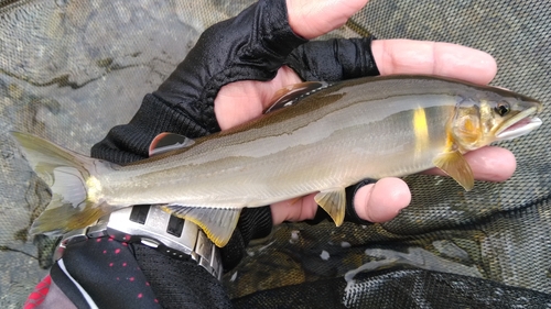 アユの釣果