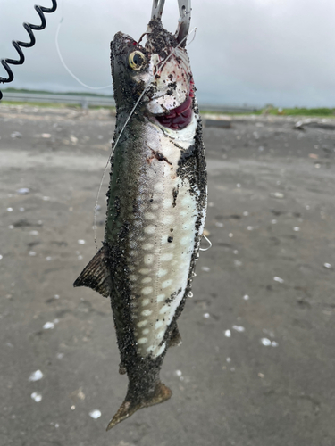 アメマスの釣果