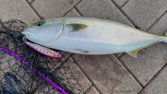 ツバスの釣果