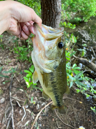 ラージマウスバスの釣果