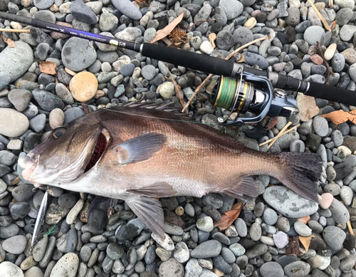 コショウダイの釣果