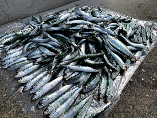 イワシの釣果