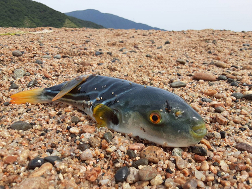 シマフグの釣果